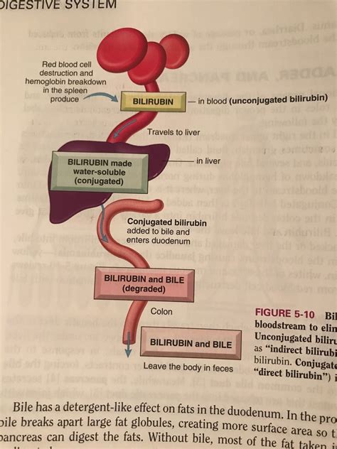 Hprs 1206 Exam 2 Chapter 5 Bilirubin Pathway From Bloodstream To