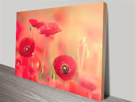 Poppy Dream Canvas Wall Art