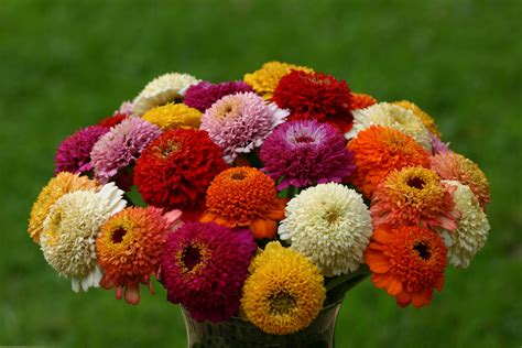 Zinnia Zinderella Mix | W.H. Perron