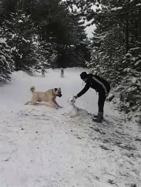 Kangal Sahibinin Yaptığı Kardan Köpeği Kıskandı Batı Karadeniz