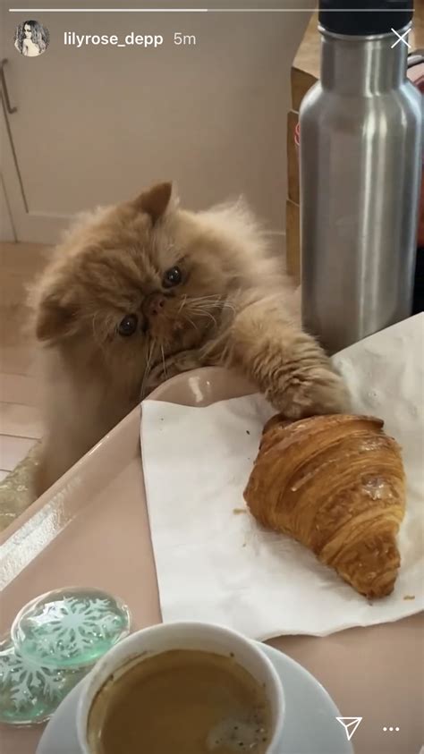 Cat Croissant Cute Cats And Dogs Pretty Cats Beautiful Cats