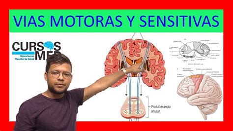 Descubre cómo funcionan las vías sensitivas en el cuerpo humano