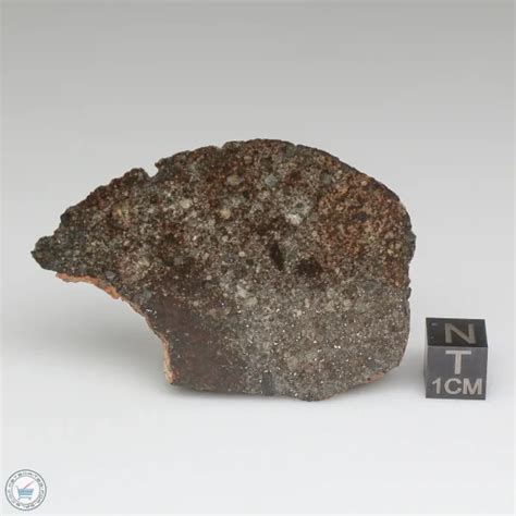 Nwa 869 Meteorite 869 304 The Meteorite Exchange Inc