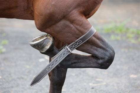 Lunging and Horse Training Equipment Online Australia - Angus Barrett Saddlery