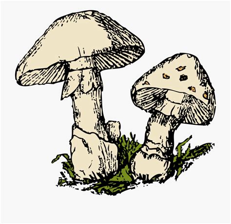 Free Fungi Cliparts, Download Free Fungi Cliparts png images, Free ClipArts on Clipart Library