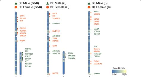 Ideogram Visualization Of Significant P ≤ 005 Sex Biased Gene Download Scientific Diagram