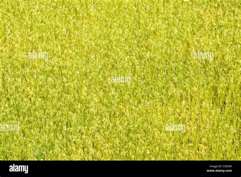 Green Paddy Field Hi Res Stock Photography And Images Alamy