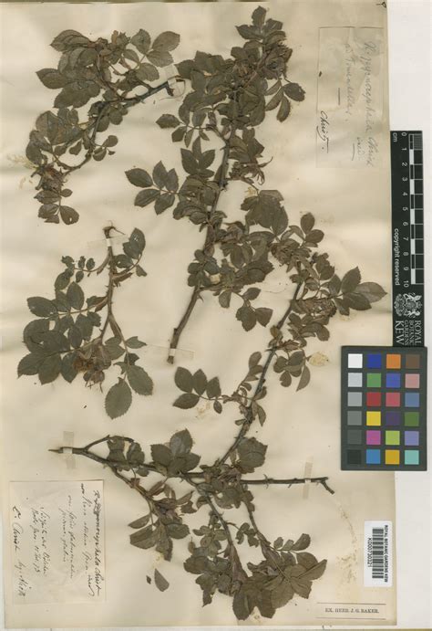 Rosa Dumalis Bechst Plants Of The World Online Kew Science