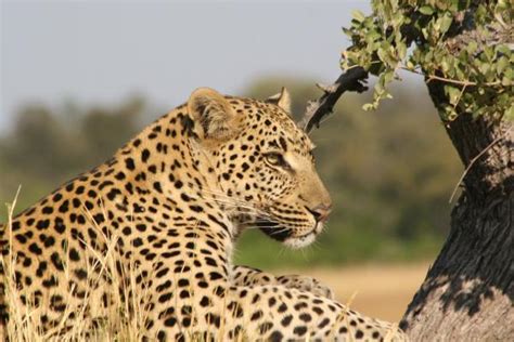 Léopard d Afrique Caractère Alimentation et Habitat