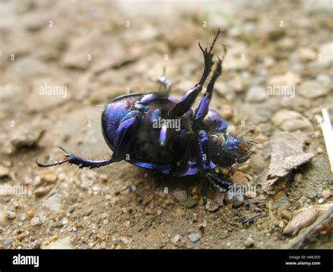 Dung Beetle Anoplotrupes Stercorosus High Resolution Stock Photography