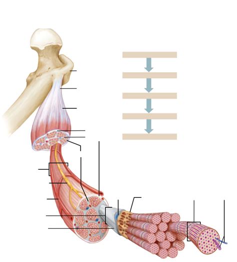 Connective Tissue Labelled Diagram