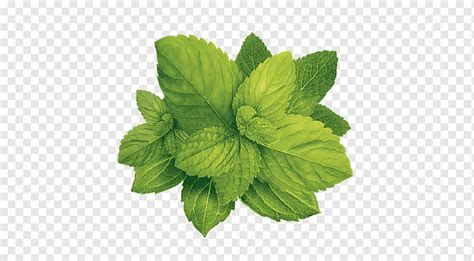 Animasi Daun Pandan Png A Fresh Pandan Plant On White Background Vector Image Courtney Koelpin