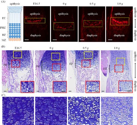 Figure From A Novel Ex Vivo Bone Culture Model For Regulation Of