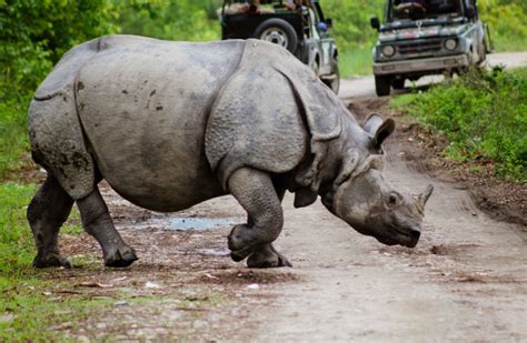 Kaziranga Tour Package For N D The Unexplored Wander Explore