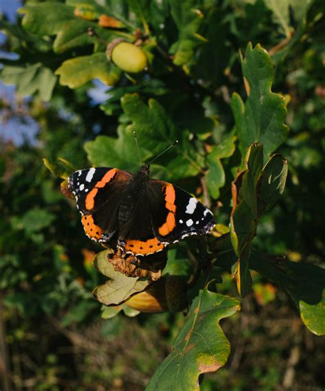 Red Admiral Butterfly · Free Stock Photo