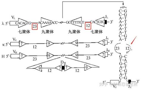 抗体库的基础——聊聊免疫球蛋白基因及重排 知乎