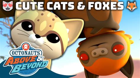 Octonauts Above And Beyond 😻 Cute Cats And Foxes 🦊 Compilation