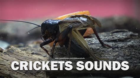 A Cricket Chirping Sounds Of Cricket Chirping At Night Audio And Visual Youtube