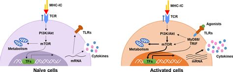 Interaction Of Tlr And Tcr Signaling Pathways In T Cells Activation Of Download Scientific