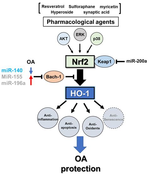 Antioxidants Free Full Text Pharmacological Targeting Of Heme