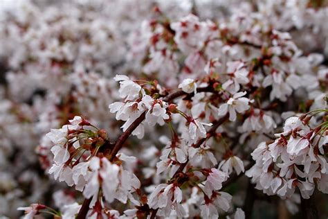 Weeping Cherry Spring - Free Nature Pictures by ForestWander Nature ...