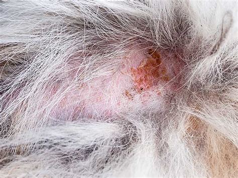 How Do You Treat Flea Allergy Dermatitis In Dogs