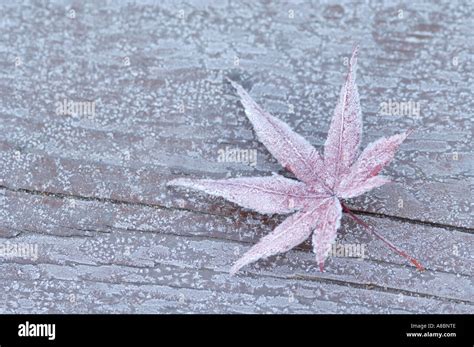 Frosted Maple Leaf Hi Res Stock Photography And Images Alamy