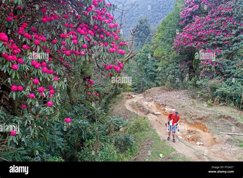 Rhododendron Forest Nepal High Resolution Stock Photography And Images