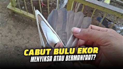 Cara Membentuk Body Merpati Yang Masih Piyik Youtube