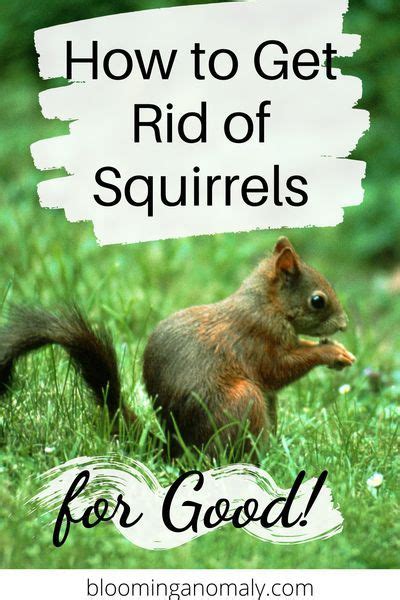 How To Keep Squirrels Out Of Your Garden Blooming Anomaly Get Rid