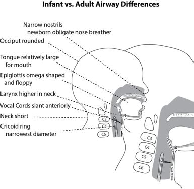 Lecture 16 - Swallowing Flashcards | Quizlet