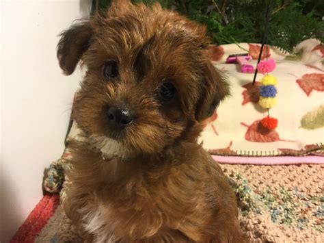 Puppies For Sale Yorkiepoo Yorkiepoos Yorkipoos F Category In