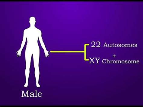Sex Determination In Human YouTube