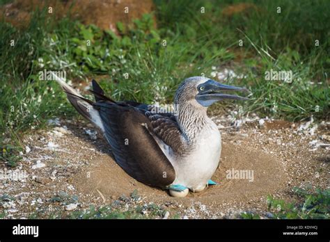 blue footed booby  eggs  res stock photography  images alamy