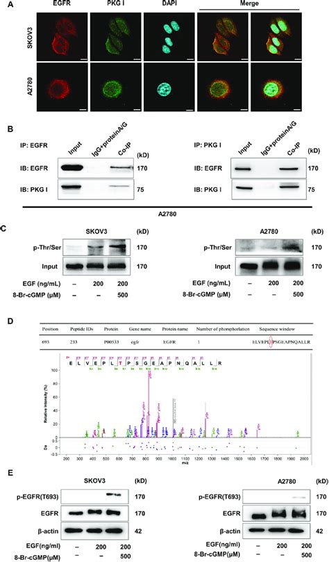 Activated Pkg I Bound With Egfr Leading Its Serine And Threonine