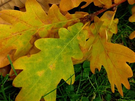 leaf, golden, oak, nature, autumn forest, autumn, green color, yellow ...