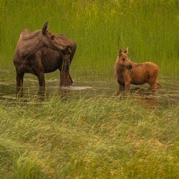 Cow And Calf In Swamp 2023 Alaska Magazine Photo Contest Sponsored By