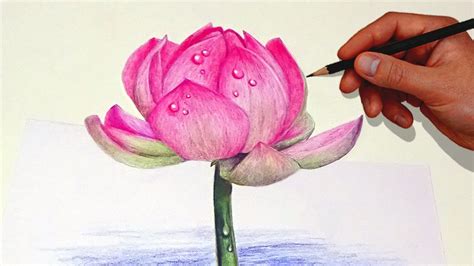 Lotus Flower Drawings Color