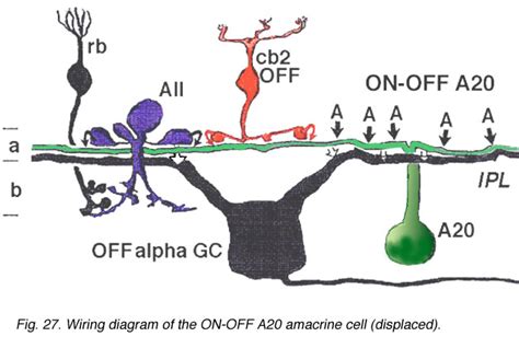 Roles Of Amacrine Cells By Helga Kolb Webvision