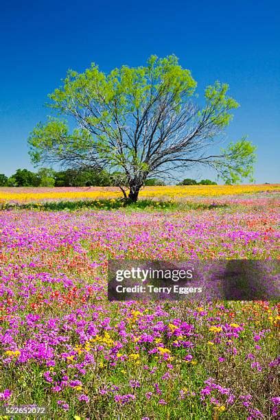 33 Mesquite Tree Flowers Stock Photos, High-Res Pictures, and Images ...