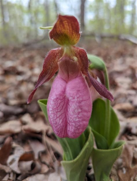 Virginias Native Orchids Are In Full Swing Rorchids