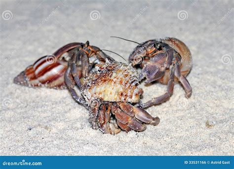 Three Hermit Crabs Royalty Free Stock Image Image 33531166