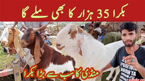 Lyari Bakra Mandi Update Bakra Piri Lyari Karachi 2023 Maweshi