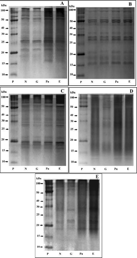 Electrophoretic Sds 1d Page Profiles For Globulins A Albumins B