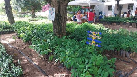 Prefeitura De S O Paulo Do Potengi Faz Parceria Arboriza Natal Para