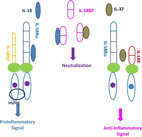 Interleukin18 Biological Properties And Role In Disease Pathogenesis