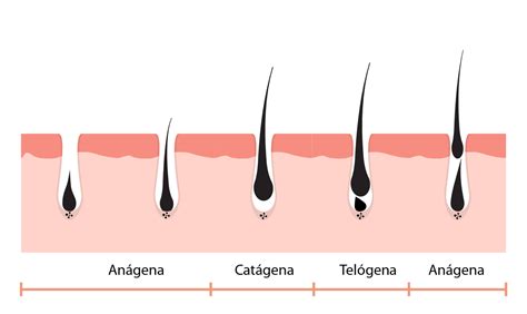 Cuál Es El Ciclo De Vida Del Cabello Y Cómo Identificar Una Caída Excesiva Guía Para Una Melena