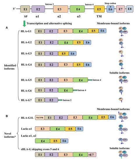 Figure 1 From Heterogeneity Of HLA G Expression In Cancers Facing The