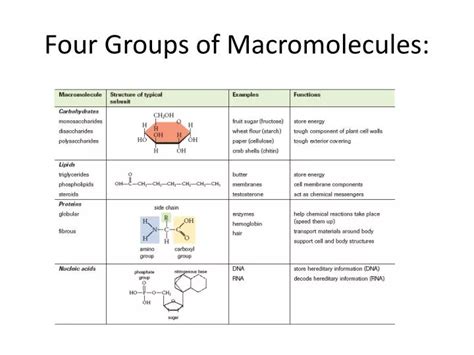 Ppt Four Groups Of Macromolecules Powerpoint Presentation Free