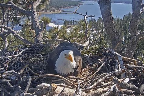 Hatch Watch Is Underway At A California Bald Eagle Nest Monitored By A